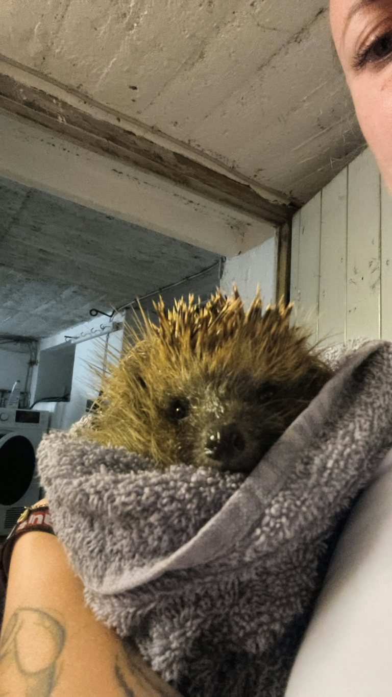 Mähroboter nachts stoppen: Igel und andere Wildtiere schützen